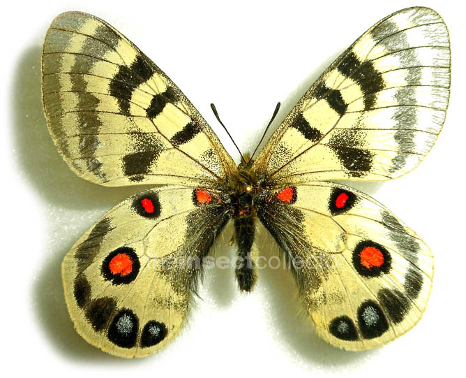 Parnassius imperator