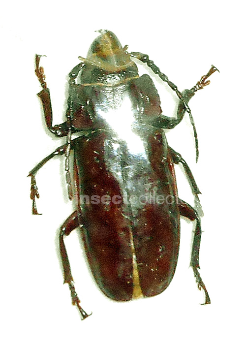 Mallodon downesii?