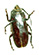 Mallodon downesii? Mallodon downesii?