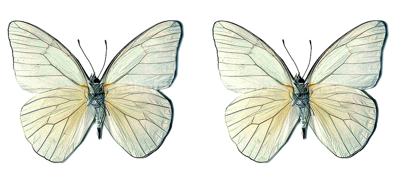 Appias drusilla 