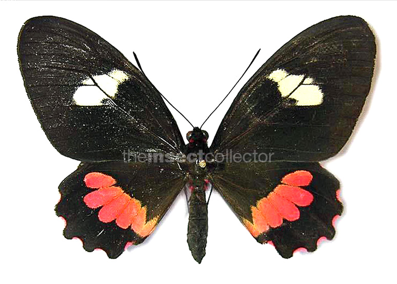 Parides eurimedes 