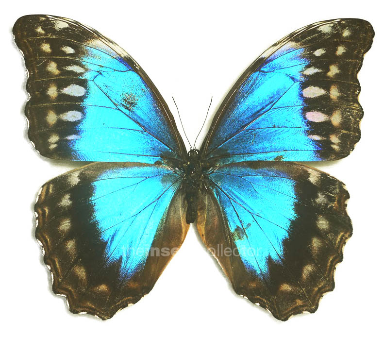 Morpho amathonte