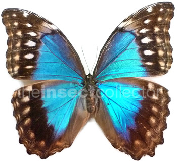 Morpho amathonte