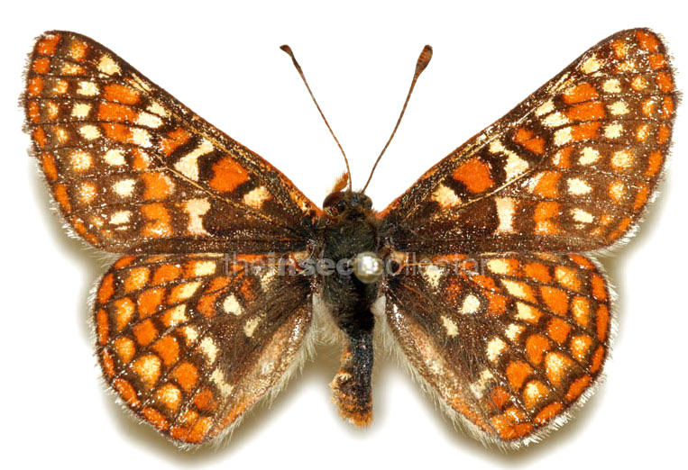 Euphydryas editha 