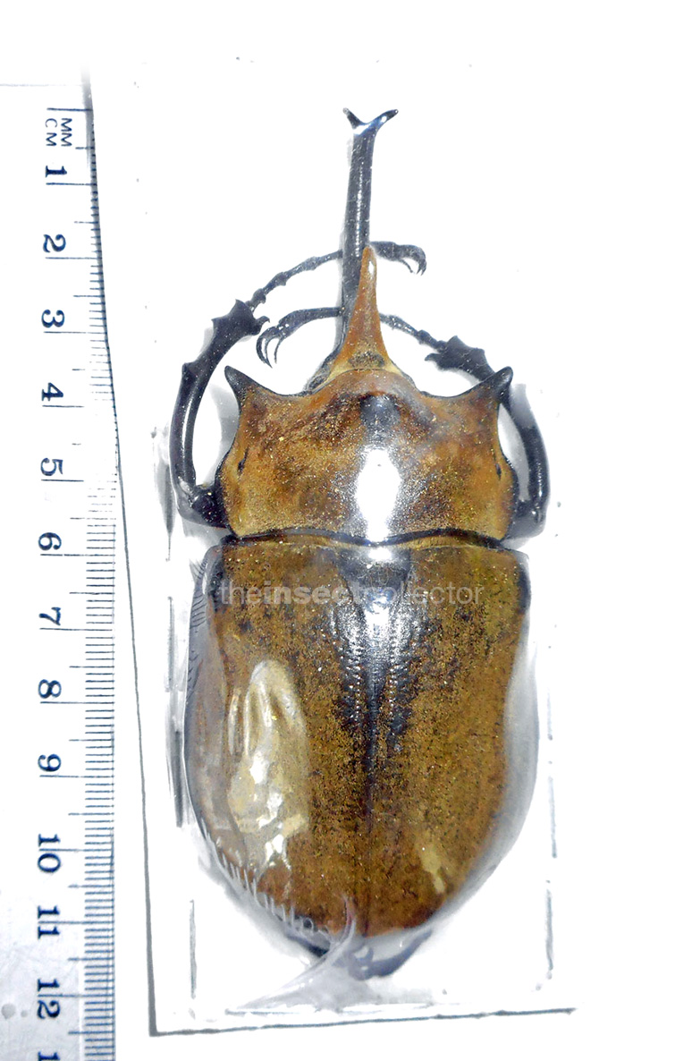 Megasoma elephas