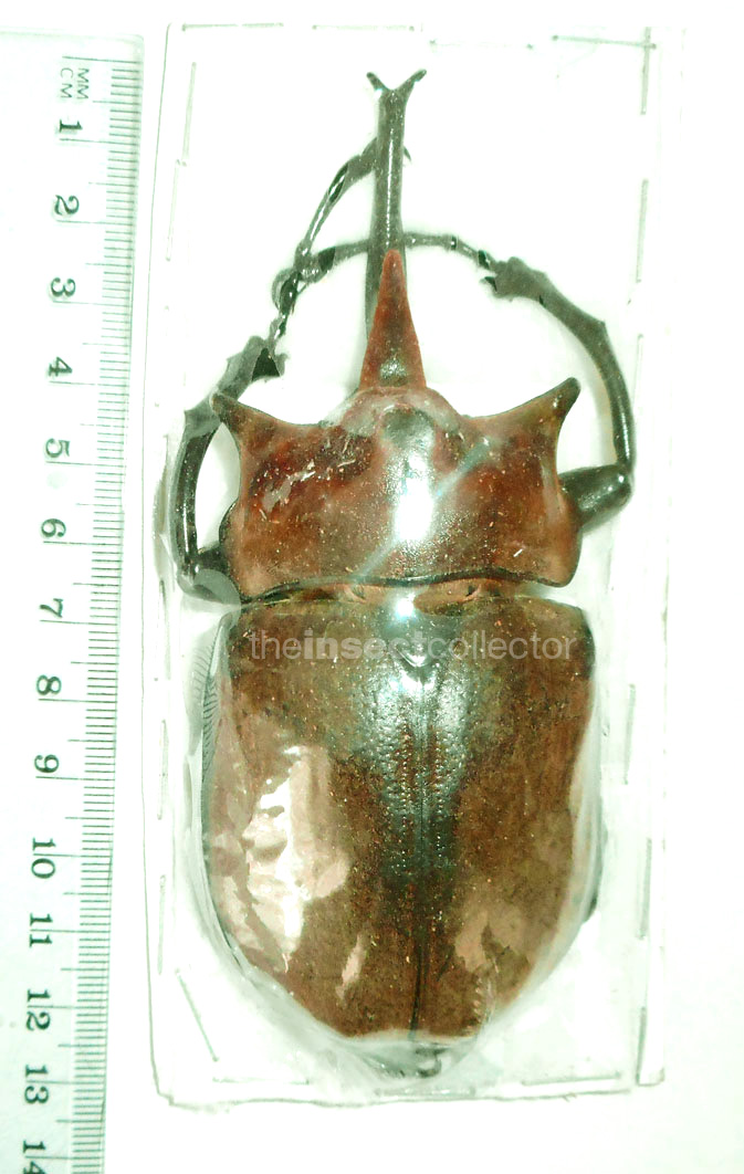 Megasoma elephas