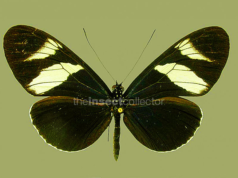 Heliconius eleuchia