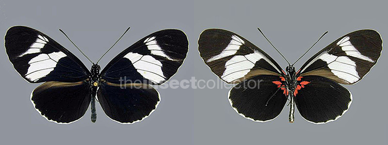 Heliconius eleuchia