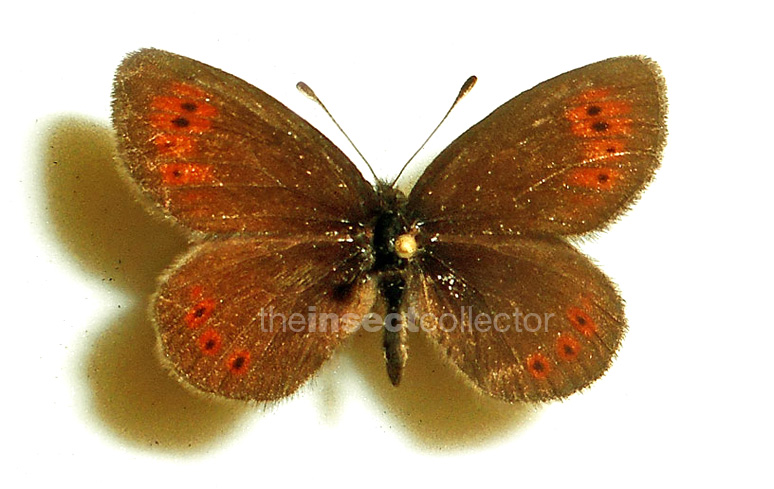 Erebia epiphron