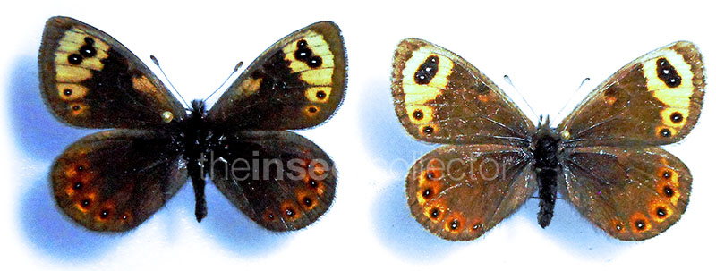 Erebia epistygne 