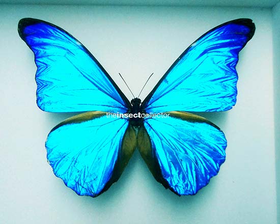 Morpho rhetenor