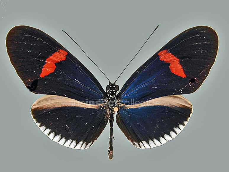 Heliconius erato 