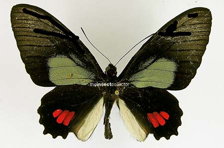 Parides erithalion