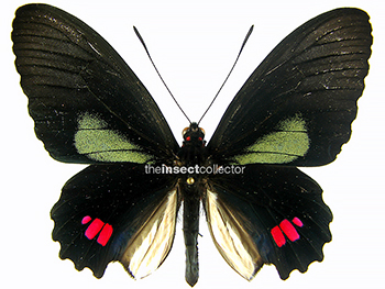 Parides erithalion 