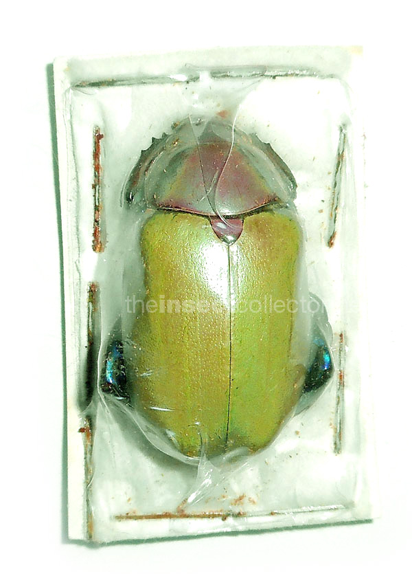 Chrysina erubescens