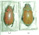 Chrysina erubescens Chrysina erubescens
