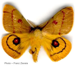 Adetomeris erythrops 