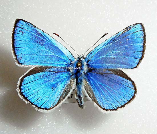 Polyommatus escheri 