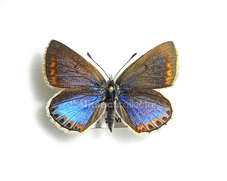 Polyommatus escheri 