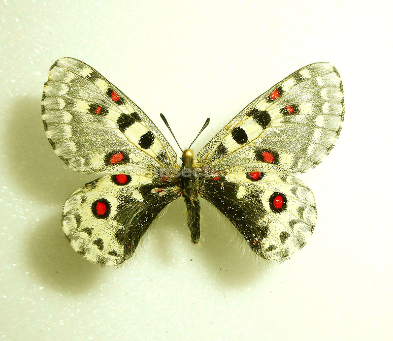 Parnassius everesti 