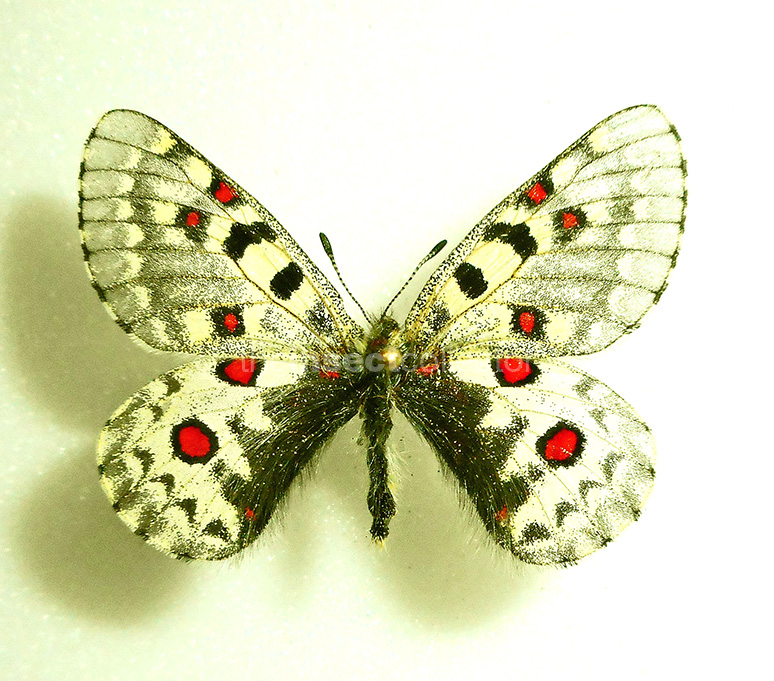 Parnassius everesti 