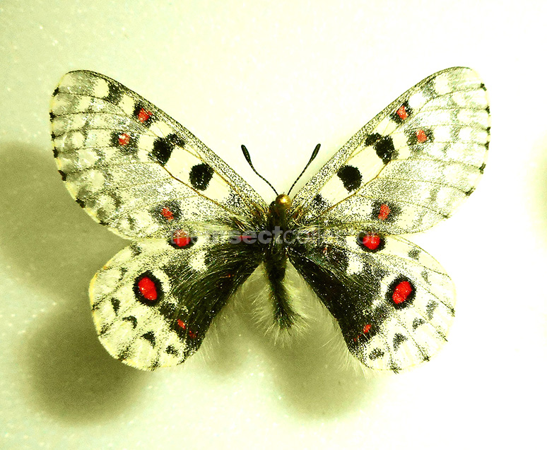 Parnassius everesti 