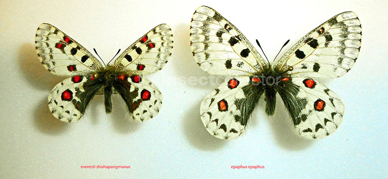 Parnassius everesti 