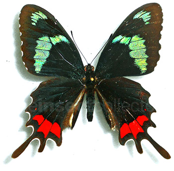 Parides gundlachianus