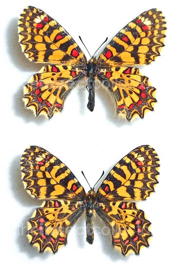 Zerynthia africana