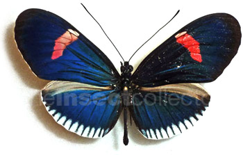 Heliconius erato 