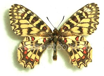 Zerynthia africana