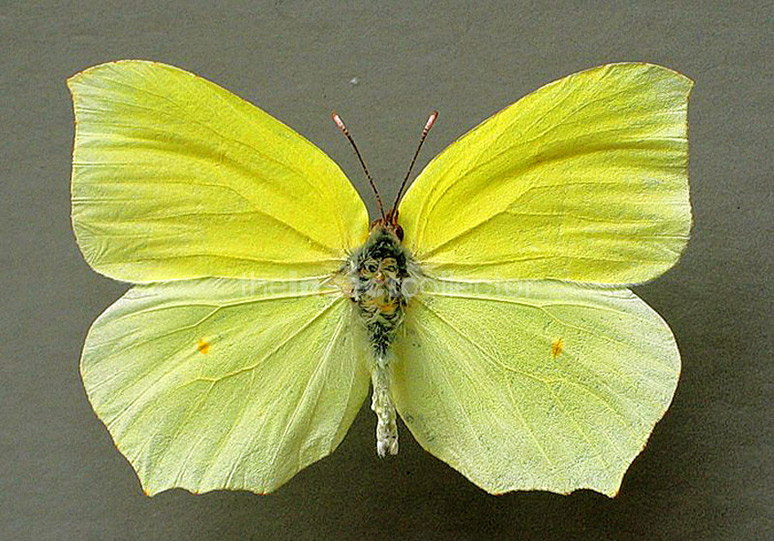 Gonepteryx farinosa