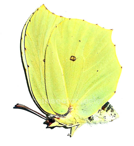 Gonepteryx farinosa