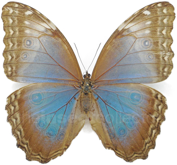 Morpho helenor 