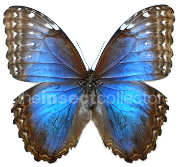 Morpho helenor 