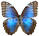 Morpho helenor 