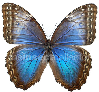 Morpho helenor 