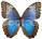 Morpho helenor 