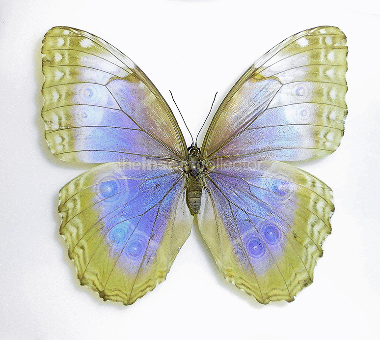 Morpho helenor 