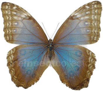 Morpho helenor 