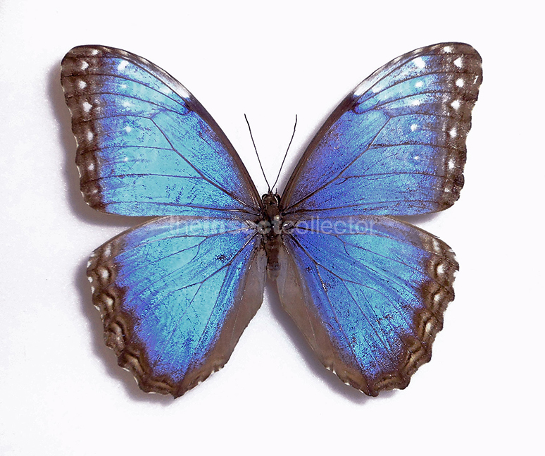 Morpho helenor 