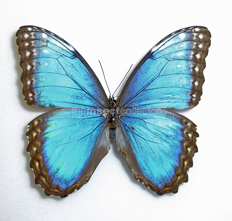 Morpho helenor 