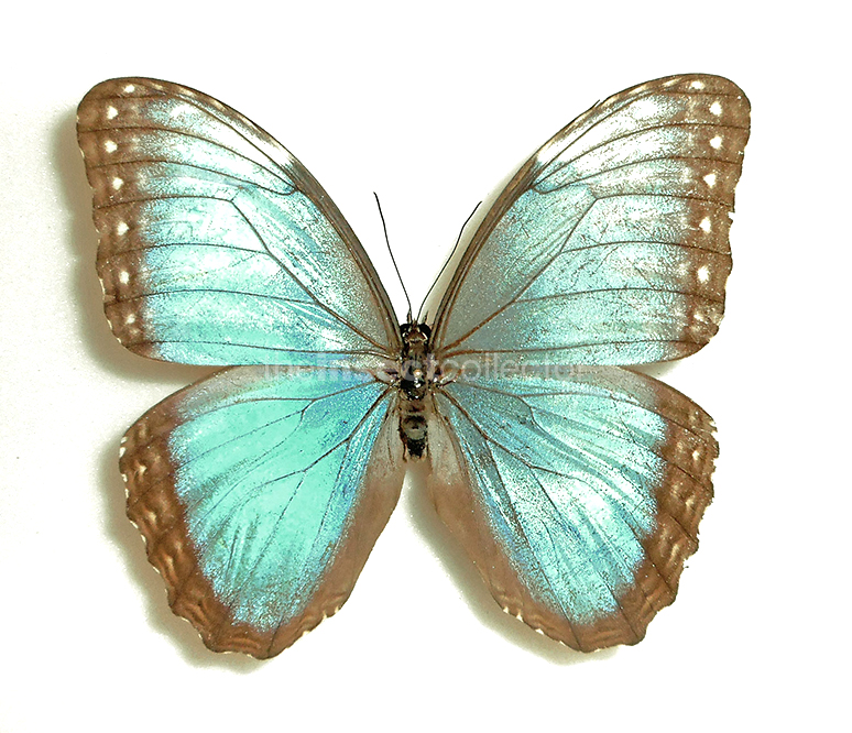 Morpho helenor 