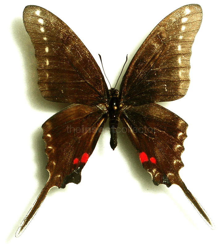 Neographium philolaus