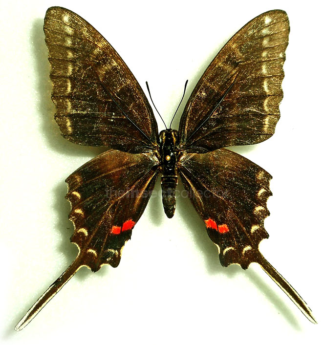 Neographium philolaus