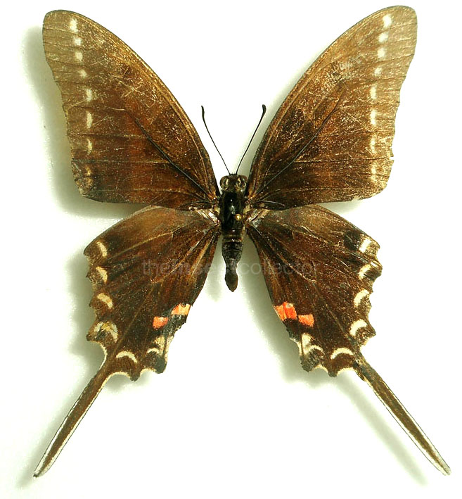 Neographium philolaus