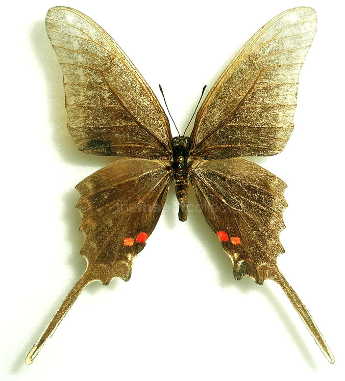 Neographium philolaus