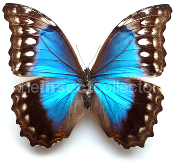 Morpho amathonte