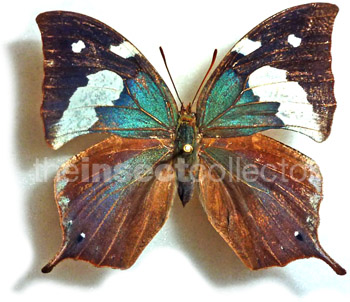 Memphis (Cymatogramma) artacaena 