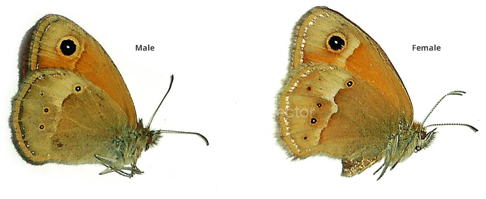 Coenonympha fettigii 